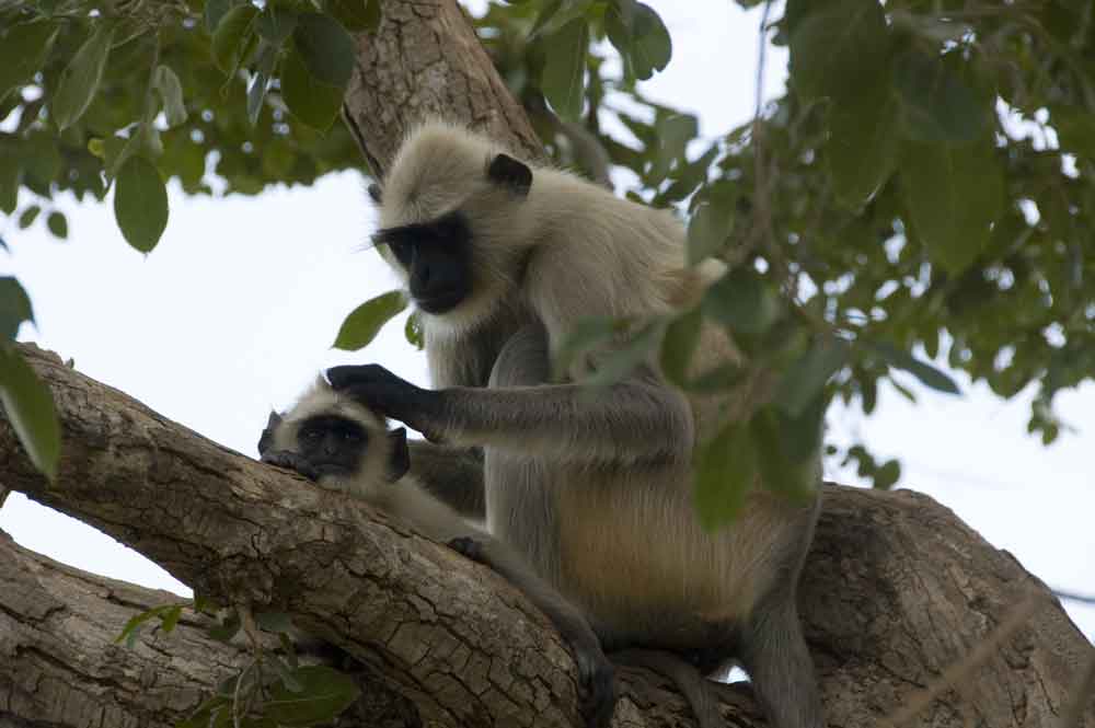 Mono - Chittorgarh - India 3.jpg